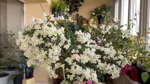 Самая красивая бугенвиллия, цветет осенью / bougainvillea bloom in October 2020