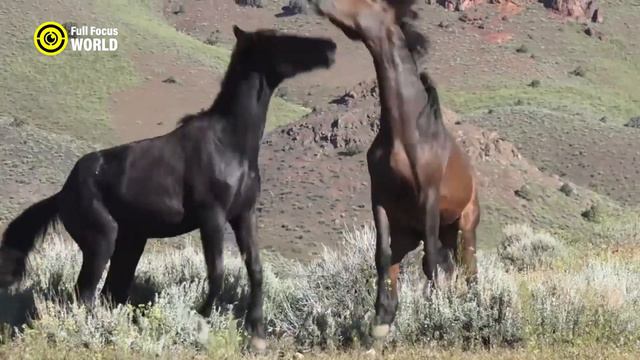 These 10 HORSE Breeds Can OUTRUN Your Car смотреть онлайн