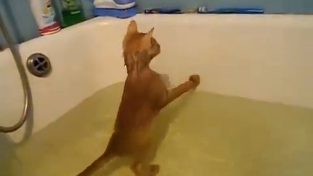 Кот который не боится воды / Cat who is not afraid of water смотреть онлайн