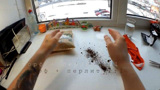 МУХОЛОВКА Dionaea из Китая/ Выращивание Дома/ часть 1 owl felix смотреть онлайн