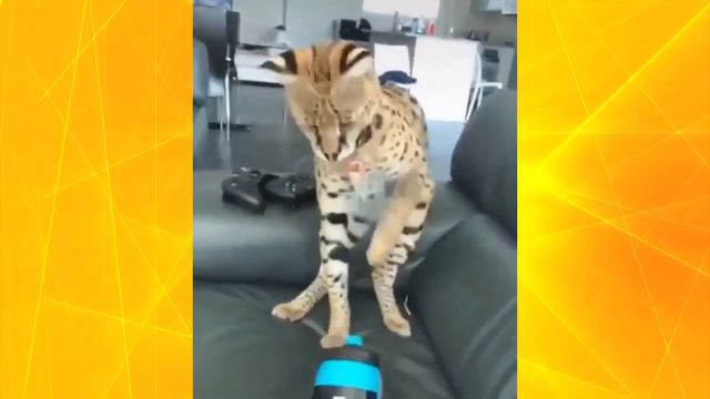 BEST COUB #6 | BEST CUBE | Funny animals