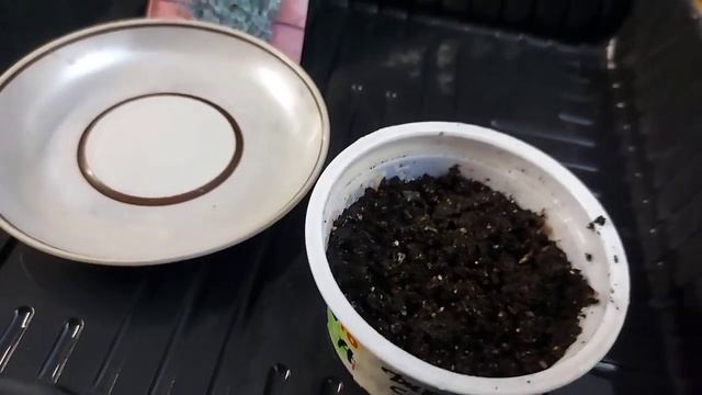 Дихондра взошла на 11 день! Дихондра "Серебристый водопвд" смотреть онлайн