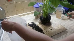 Калла Эфиопская. О том, как можно одну маленькую пересадку растянуть на полчаса болтовни)