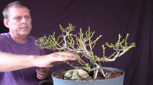 Dwarf African Strangler Bonsai pruned and wired  Ficus Natalensis https://youtu.be/-Uc4kxpohuE