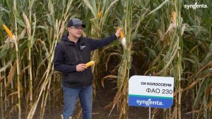 Гибрид кукурузы СИ КОЛОССЕУМ ФАО 230.