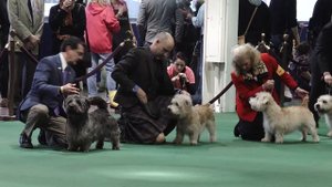 "William," Glen of Imaal Terrier at 2016 Westminster Kennel Club Dog Show