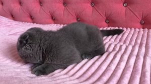 Когда коту нужна помощь? Как понять, что кота обижают?