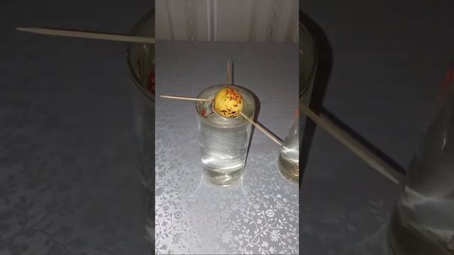 Рукоділля з Nilena Sans. Авокадо З Кісточки 🥑 3 Серія