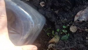 Черенкование роз в январе. Размножение роз черенками под банку.