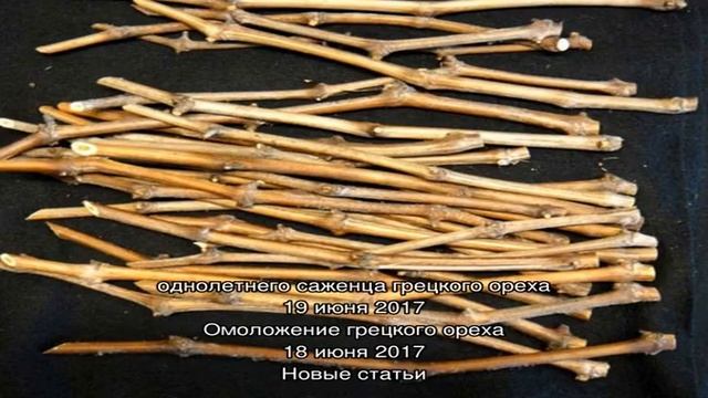 Перепрививка молодого орехового сада смотреть онлайн