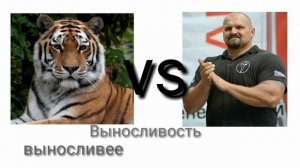 Амурская тигрица против Самого сильного человека - кто выиграет?