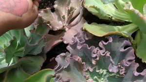 echeveria afterglow? Suculentas com dicas ??? @reidassuculentas2215