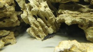 Альтолампрологус кальвус Блэк Пектораль