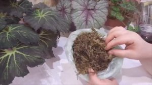 Замачиваем клубни бегоний по всем правилам. Это важно.