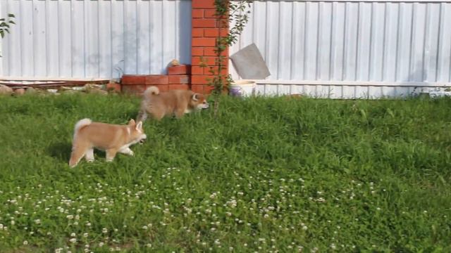 Щенки АкитаИну 2 месяца смотреть онлайн