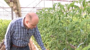 ТОМАТНАЯ МОЛЬ (ТУТА АБСОЛЮТА)