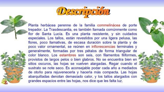 Amor de hombre. Flor de Santa Lucía. Tradescantia fluminensis. Plantas para interior смотреть онлайн