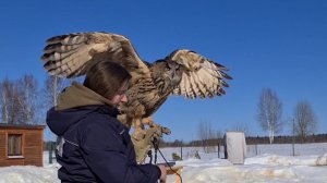 Заселяем по новым домам филина и сплюшек. Кажется, сова Ёль ожидала большего