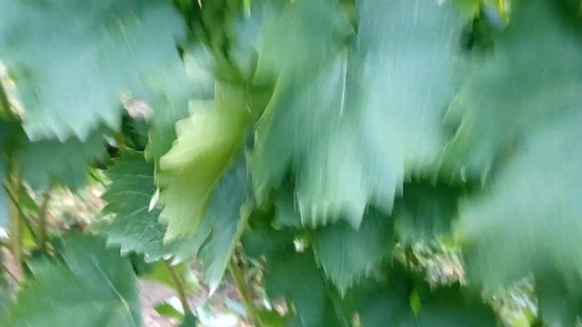 Ромбик, Полонез50 и др. новинки смотреть онлайн