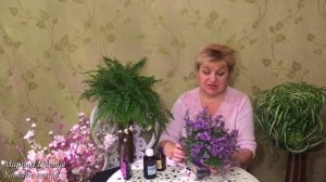 Кампанула - украшение вашего дома. Уход и выращивание.