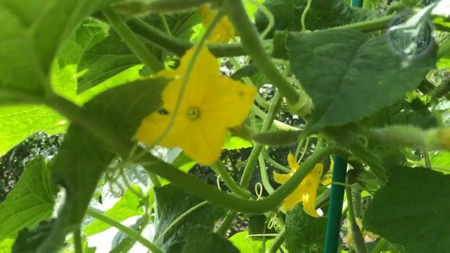 Even the most dead cucumbers come to life and immediately grow, do not get sick! Just do it! смотреть онлайн