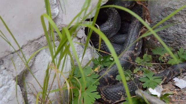 2022.06.21 ОДИН РАЗ Я ВСЕ ТАКИ СМОТАЛСЯ К СВОИМ ЗМЕЮКАМ  на КРАСНОЙ СОПКЕ в Кировском и гладил ИХ смотреть онлайн