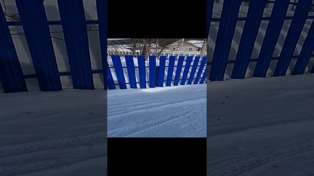 найда впервые привела щенка
