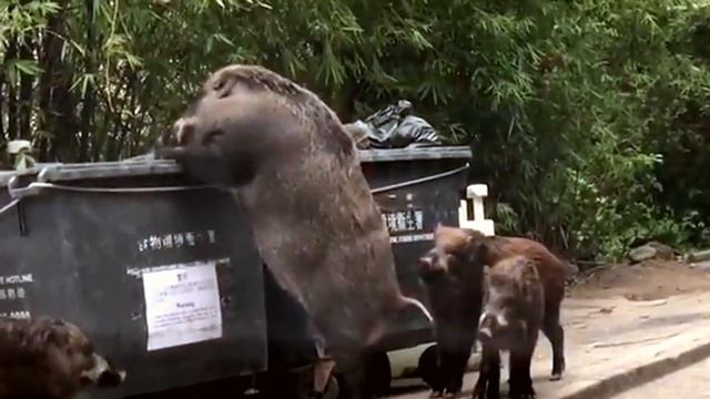 Гигантский дикий кабан на улице в Гонконге смотреть онлайн