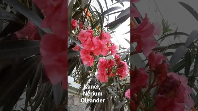 Kaner#Nerium Oleander#कनेर का फूल# करवीर पुष्पं#flower #life