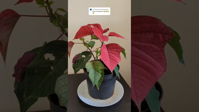 🌸 Plant Update: Poinsettia Power! 🌸💚#plantsngardens 🌱 #poinsettia #poinsettias