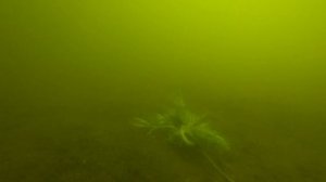 На что ловить РАКА? Мой ОПЫТ по поиску приманки на раков