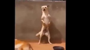 Приколы над людьми! Убойный юмор! Смех до слез!