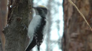 Дятел с желтой шапочкой, трехпалый дятел самец Picoides tridactylus