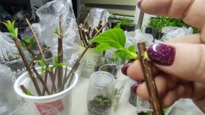 Черенкование гортензии ?Как я отделяю почку от веточки и др.