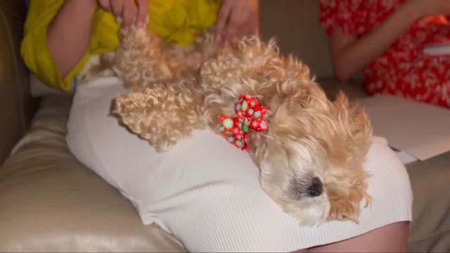 Собака породы Мальтипу смотреть онлайн