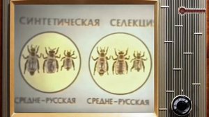 Селекция пчёл. 1977г.