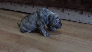 Щенки кадебо (мальчик тигр, девочка палевая) Ставропольский край Зеленокумск