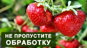 Эта болезнь клубники может оставить без урожая. Чем обработать клубнику?