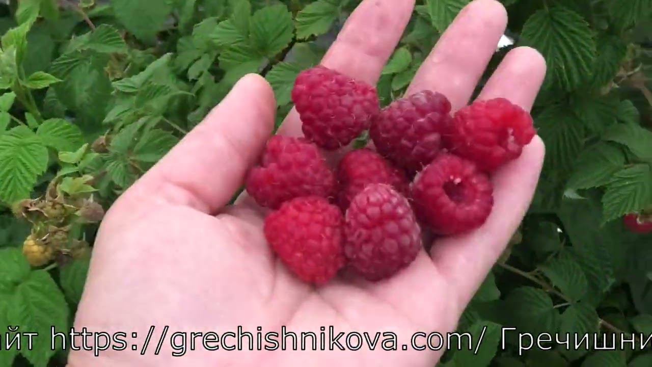 ГЛЕН ФАЙН раннего срока созревания летняя малина смотреть онлайн