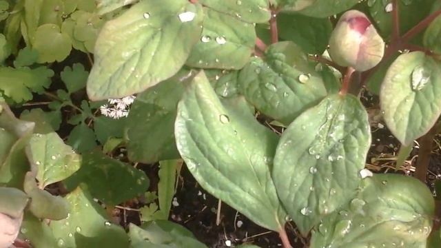 Марьин корень. смотреть онлайн