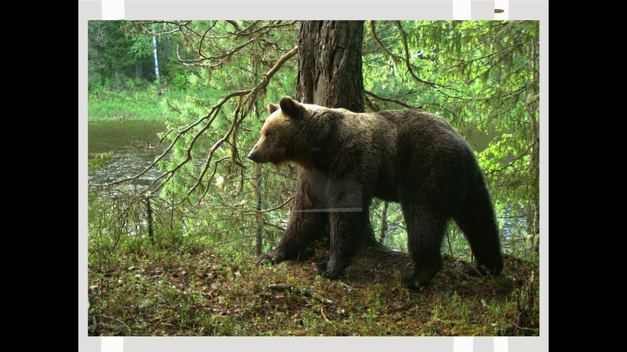 «По заповедным местам Республики Коми», знакомство с известными охраняемыми природными территориями смотреть онлайн