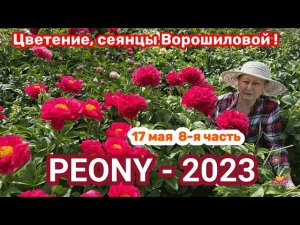 Сеянцы пионов Ворошиловой. Цветение 2023 года! Часть 8 / Сад Ворошиловой