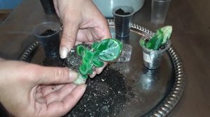 КАК ОТДЕЛИТЬ ДЕТКУ ФИАЛКИ ОТ МАТЕРИНСКОГО ЛИСТА?