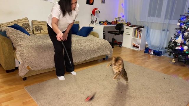 Играем с котом! Классный кот! смотреть онлайн