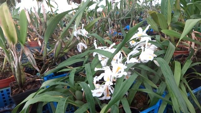 Орхидеи
ЦЕЛОГИНЫ смотреть онлайн