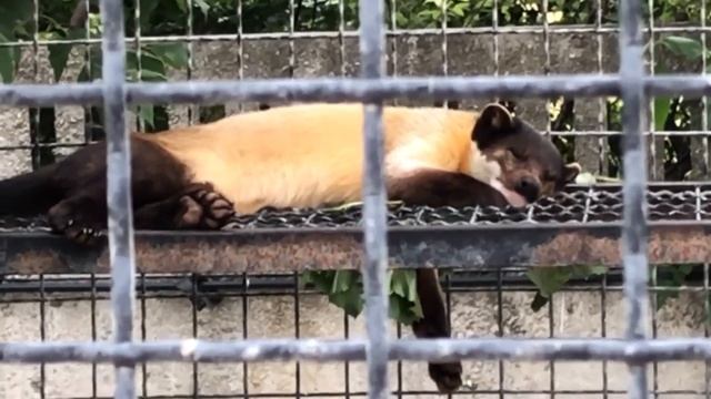 Харза удивительный зверек в Тайгане! смотреть онлайн
