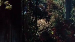 Книга джунгли смотреть онлайн фильм про Маугли фильм которую стоить посмотреть