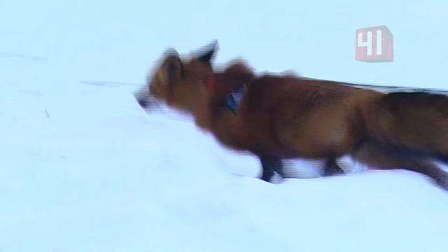 Домашняя лиса / Новости смотреть онлайн