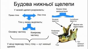 КІСТКИ ЧЕРЕПА, ЇХ БУДОВА.