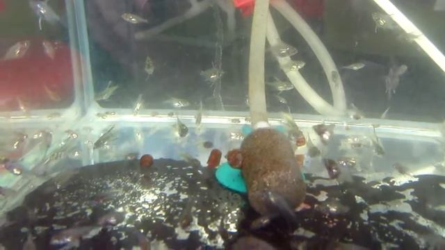 Малькам голубых скалярий месяц. Видеоотчет смотреть онлайн